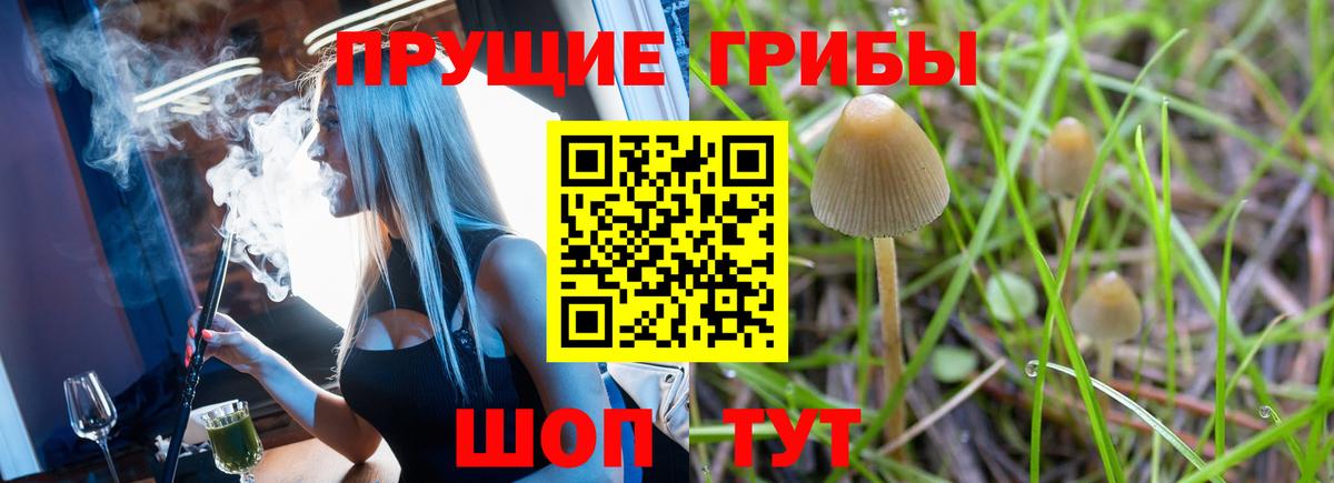 как найти   Галлюциногенные грибы Cubensis  Кизляр  Вход с VPN  Псилоцибиновые грибы Psilocybe 